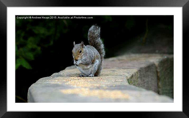  Feeding squirrel on wall Framed Mounted Print by Andrew Heaps