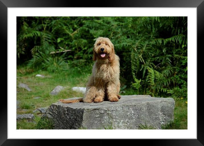  Golden Doodle  Framed Mounted Print by Andrew Heaps