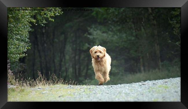  Golden Doodle Puppy Running back Framed Print by Andrew Heaps