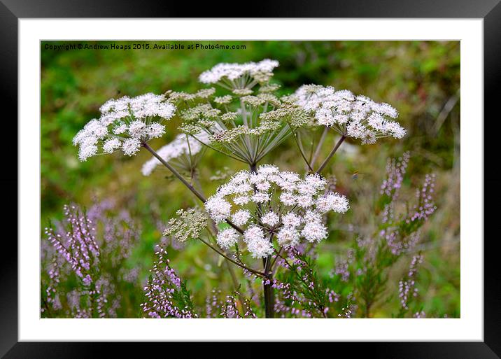 The Serenity of Wild Carrot Framed Mounted Print by Andrew Heaps