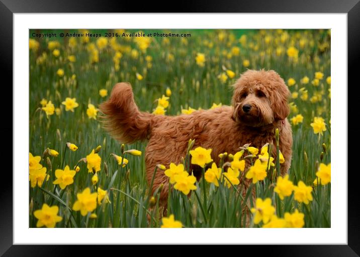 Golden Doodle Framed Mounted Print by Andrew Heaps