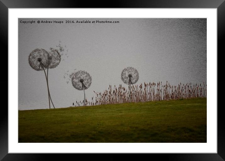 Dandelion Clocks Framed Mounted Print by Andrew Heaps