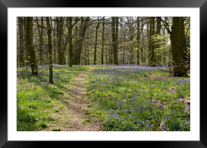 Bluebell Wood Framed Mounted Print by Andrew Heaps