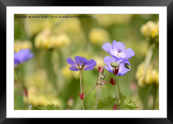 Pastel Summer Blooms Framed Mounted Print by Andrew Heaps