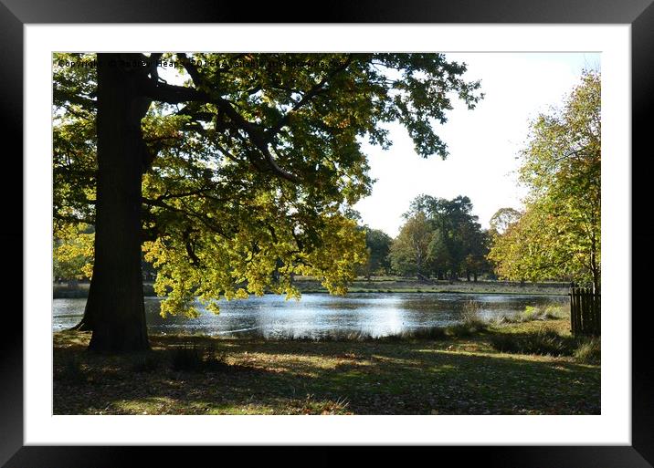Cheshire Autumn Scene  Framed Mounted Print by Andrew Heaps