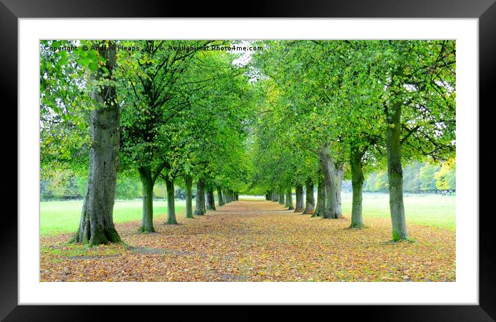 Autumn avenue of tress in Marbury Park. Framed Mounted Print by Andrew Heaps