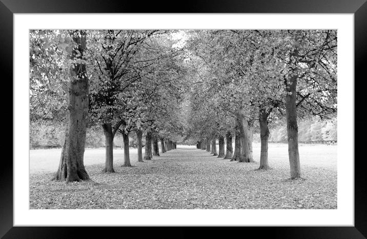Avenue of trees in black and white Framed Mounted Print by Andrew Heaps