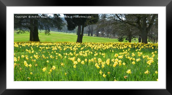 A Spectacular Blanket of Daffodils Framed Mounted Print by Andrew Heaps