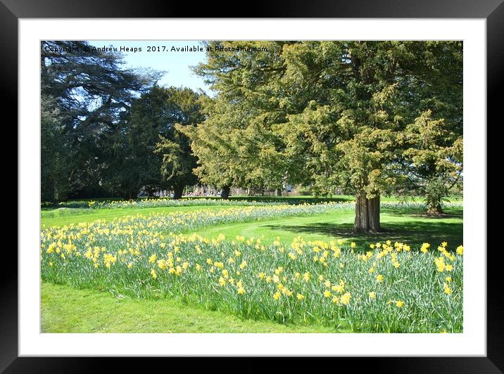 Sweeping Daffodil display Framed Mounted Print by Andrew Heaps