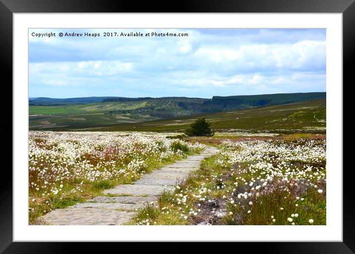 Wild cotton on Northumberland hilltop Framed Mounted Print by Andrew Heaps
