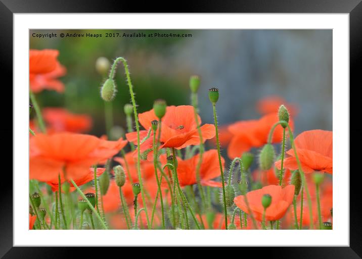 Poppy Flowers Framed Mounted Print by Andrew Heaps