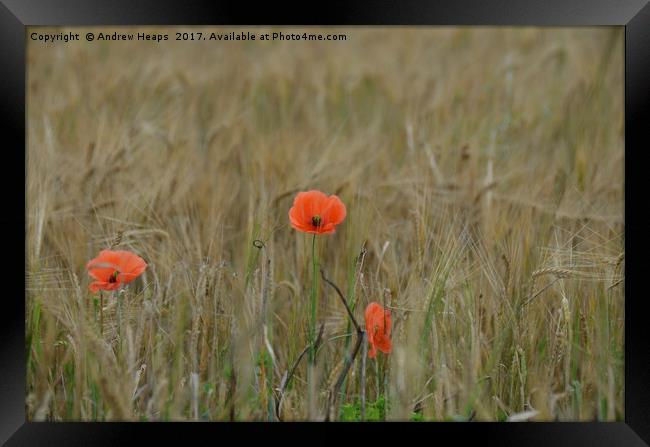 Poppy flower in barley field Framed Print by Andrew Heaps