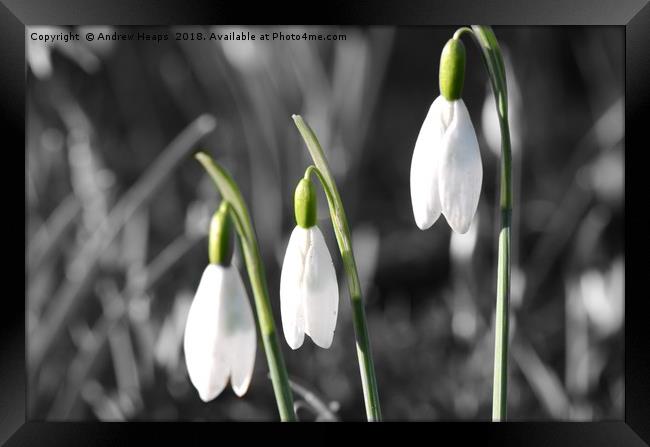 Snowdrop flowers Framed Print by Andrew Heaps