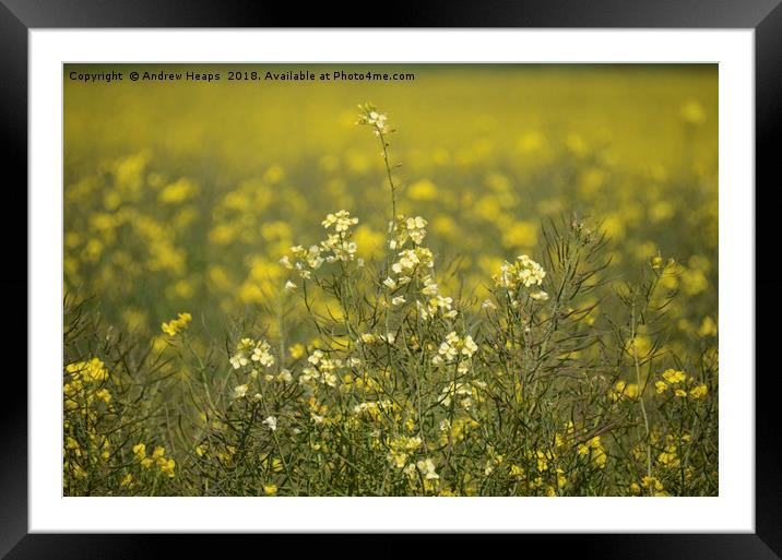 Rapeseed field Framed Mounted Print by Andrew Heaps