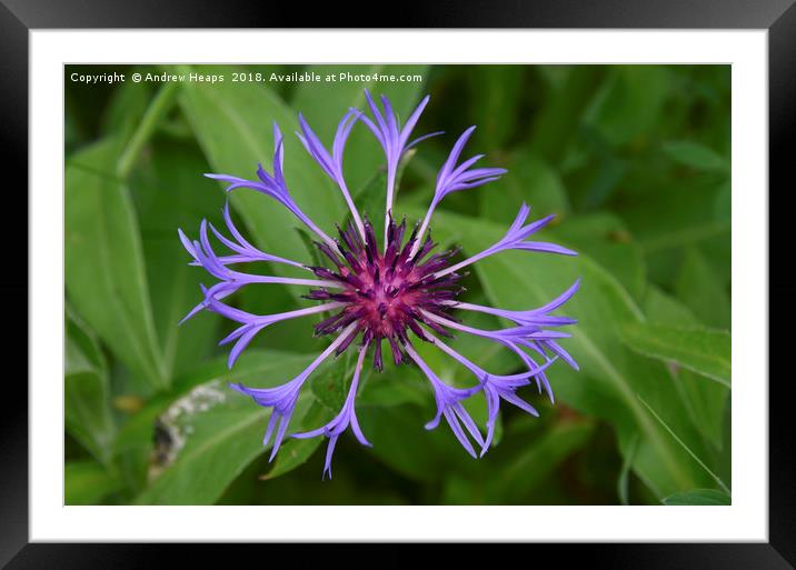 Blue Corn Flower Framed Mounted Print by Andrew Heaps
