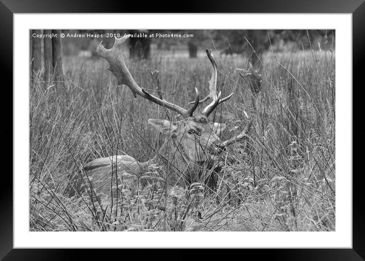 Adult stag Framed Mounted Print by Andrew Heaps