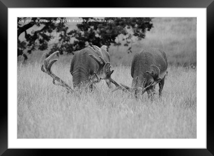 Two stage feeding             Framed Mounted Print by Andrew Heaps