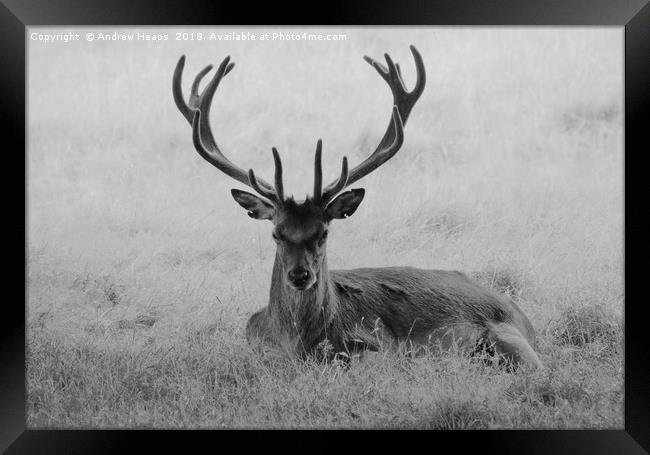 Lonely red stag in long grass Framed Print by Andrew Heaps