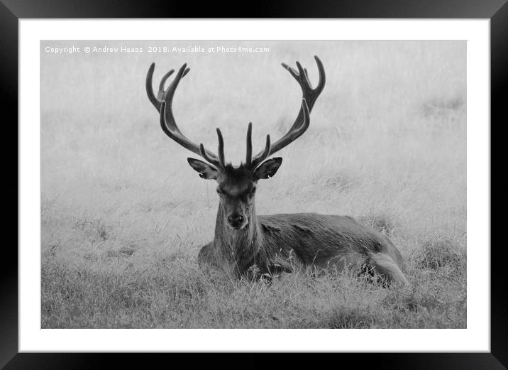 Lonely red stag in long grass Framed Mounted Print by Andrew Heaps