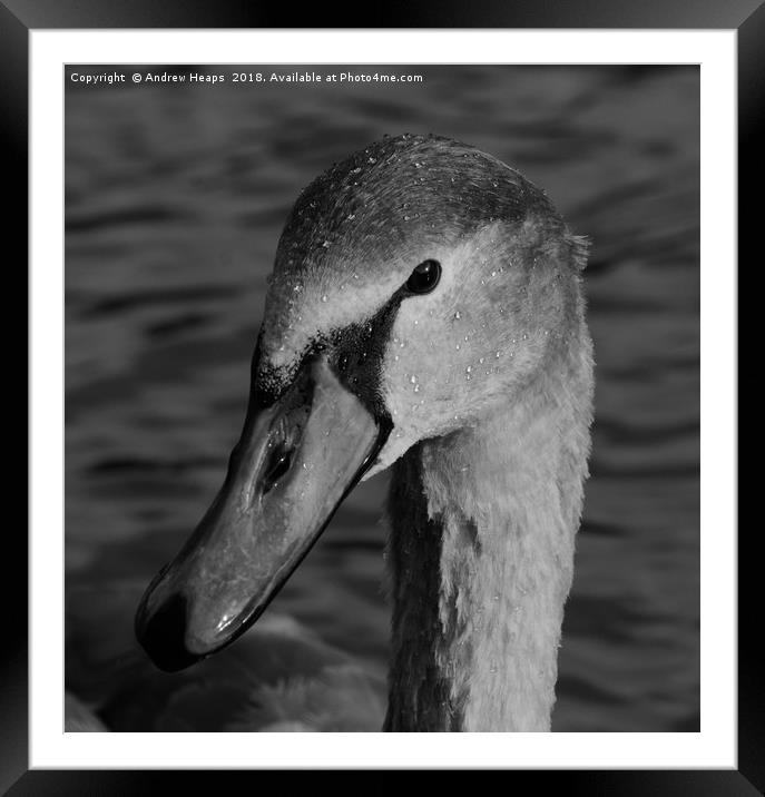 Black & White swan  Framed Mounted Print by Andrew Heaps