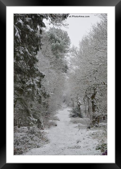 Wintery scene in local wood Enchanting Snowy Fores Framed Mounted Print by Andrew Heaps