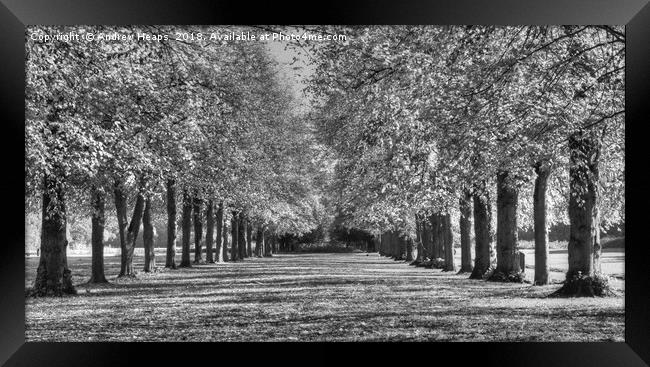 Avenue  of trees HDR Majestic Monochrome Trees Framed Print by Andrew Heaps