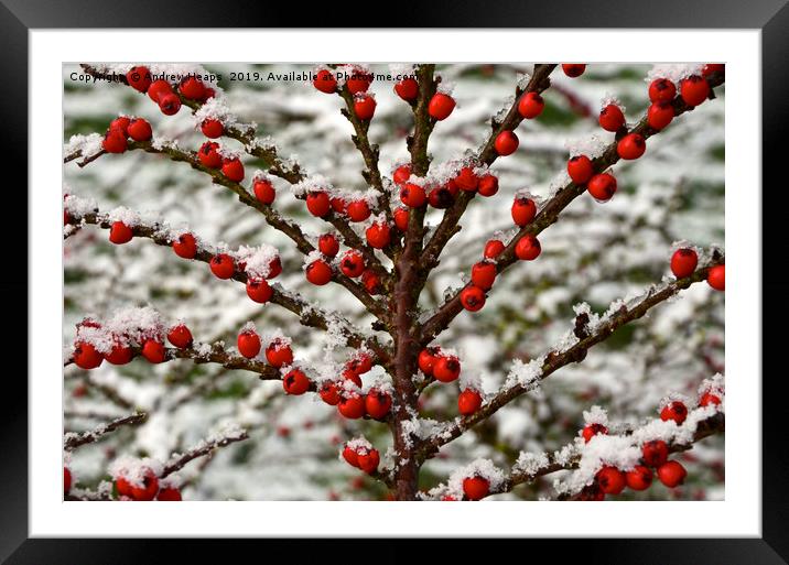 Red berry tree covered in snow. Framed Mounted Print by Andrew Heaps