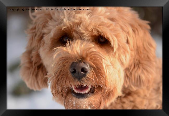 Golden Doodle Framed Print by Andrew Heaps
