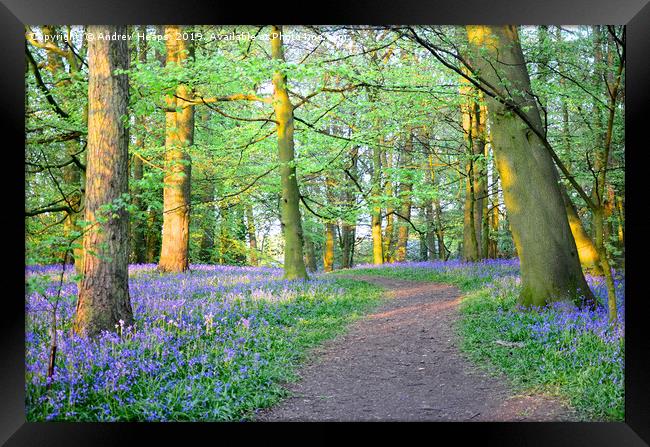 Bluebells inventing sunset                         Framed Print by Andrew Heaps
