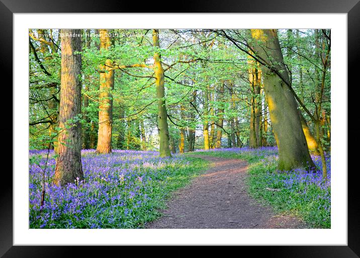 Bluebells inventing sunset                         Framed Mounted Print by Andrew Heaps