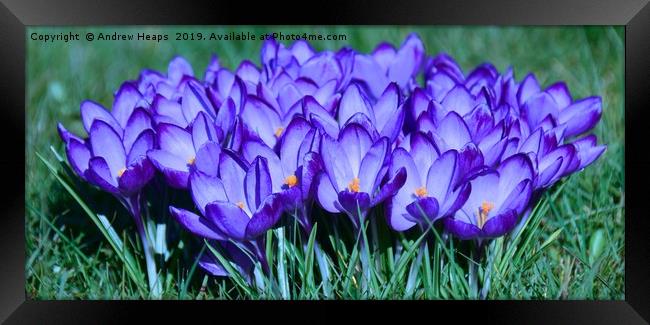 Bunch of crocus flowers Framed Print by Andrew Heaps