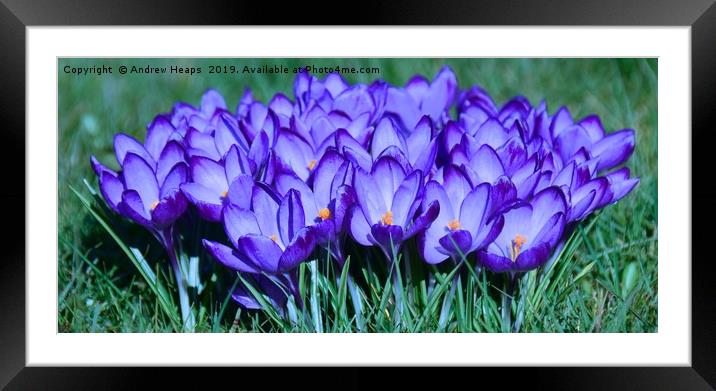 Bunch of crocus flowers Framed Mounted Print by Andrew Heaps
