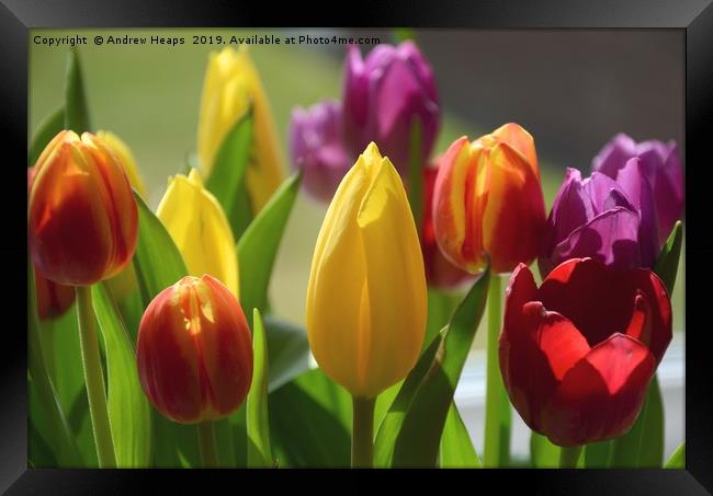 Tulip flowers  Framed Print by Andrew Heaps