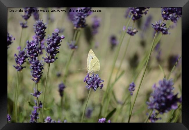 Cabbage butterfly in lavender  Framed Print by Andrew Heaps