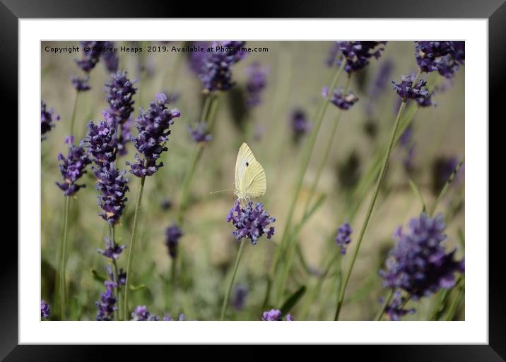 Cabbage butterfly in lavender  Framed Mounted Print by Andrew Heaps