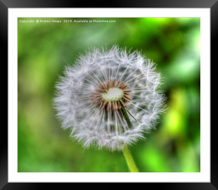 Dandelion flower Taraxacum  Framed Mounted Print by Andrew Heaps