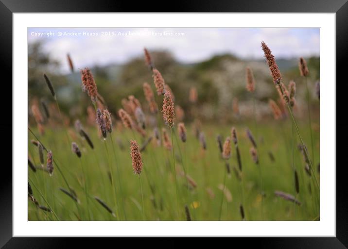 Timothy Meadow grass Framed Mounted Print by Andrew Heaps