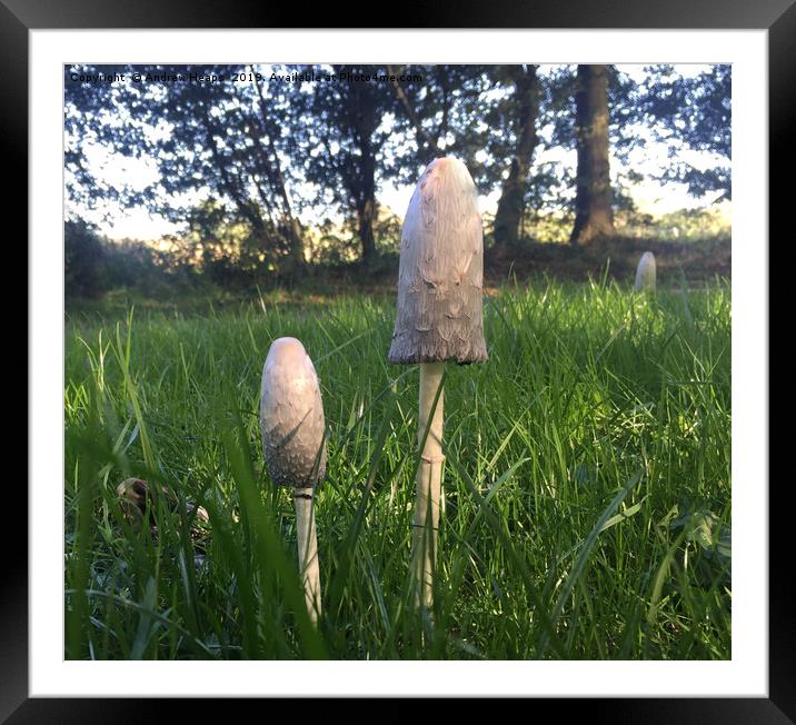 White fungi Agaricus campestris Framed Mounted Print by Andrew Heaps