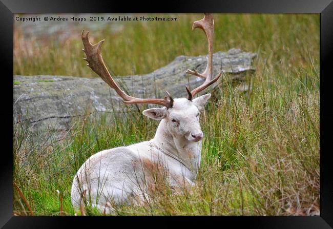 Albino young stag deer Framed Print by Andrew Heaps