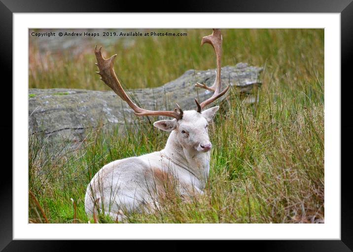 Albino young stag deer Framed Mounted Print by Andrew Heaps