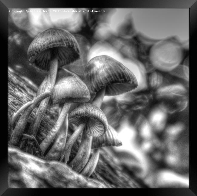 Fungi in black and white Framed Print by Andrew Heaps