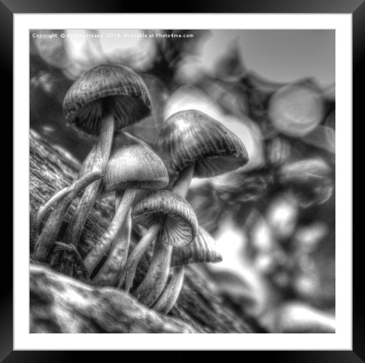 Fungi in black and white Framed Mounted Print by Andrew Heaps