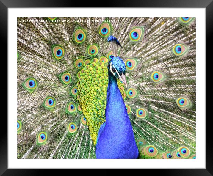 Male peacock or peafowl. Framed Mounted Print by Andrew Heaps