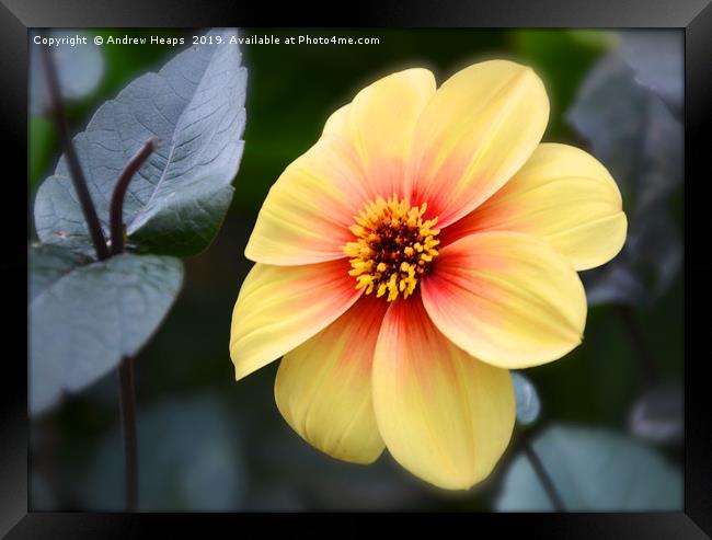 Radiant Yellow Dahlia with a Fiery Red Splash Framed Print by Andrew Heaps