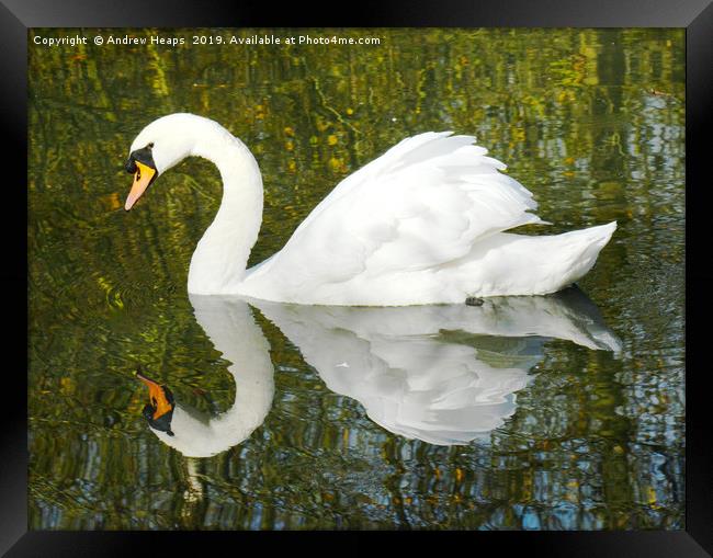 Animal reflection of a swan Framed Print by Andrew Heaps