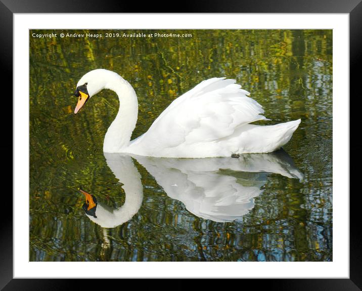 Animal reflection of a swan Framed Mounted Print by Andrew Heaps