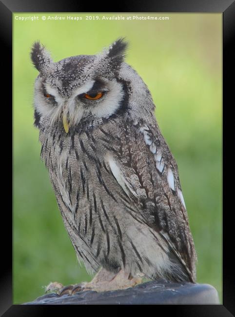 Majestic Great Horned Owl Framed Print by Andrew Heaps