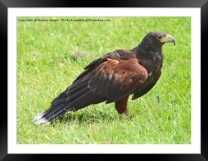 Large bird of prey a harris hawk Framed Mounted Print by Andrew Heaps