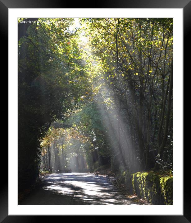 Light rays through leafy trees Framed Mounted Print by Andrew Heaps