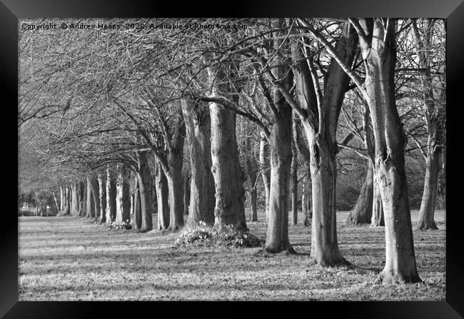 Rows of trees in black and white Framed Print by Andrew Heaps